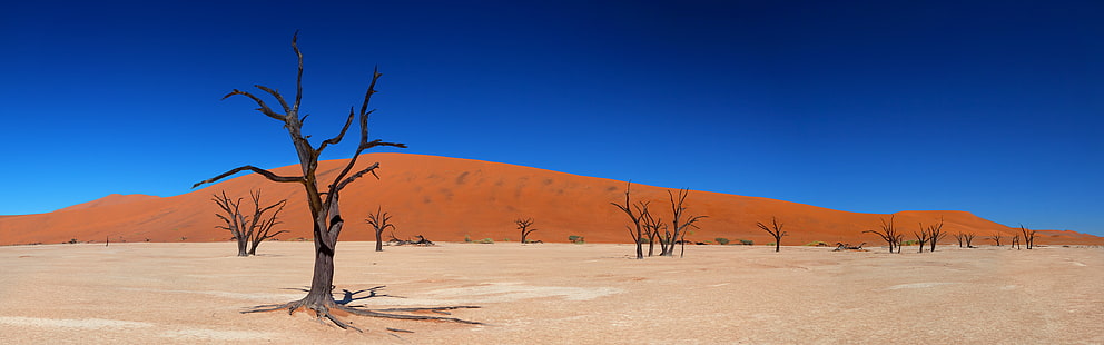Dead Vlei, bleu, marron, canon, canonef24-105mmf / 4lisusm, canoneos5dmarkii, deadvlei, désert, namibie, nature, photographie, sable, dunes de sable, ciel, arbres, Fond d'écran HD HD wallpaper