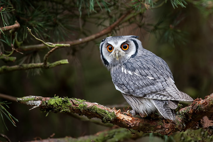 gray owl, white-faced shovel, owl, bird, eye, predator, HD wallpaper