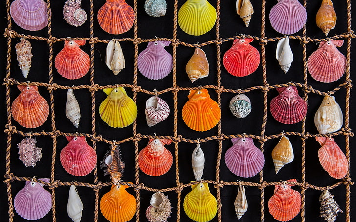 Shells, colorful, orange, black, yellow, vara, shell, texture, summer, pink, HD wallpaper