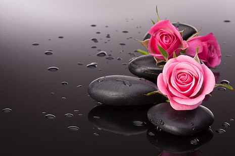 ดอกกุหลาบสีชมพู, ดอกไม้, หิน, ดอกกุหลาบสีชมพู, วอลล์เปเปอร์ HD HD wallpaper