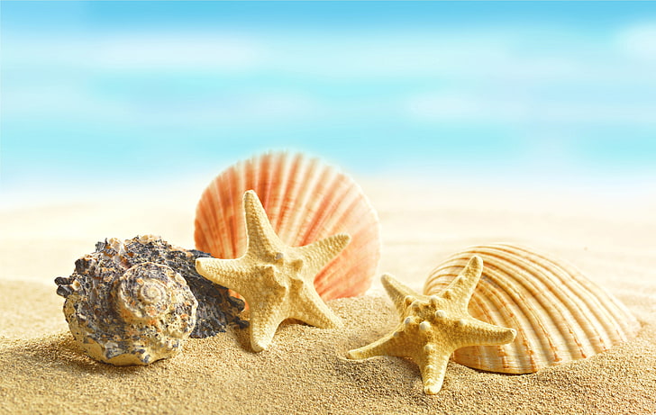 starfish and seashells, sand, beach, shell, marine, seashells, starfishes, HD wallpaper