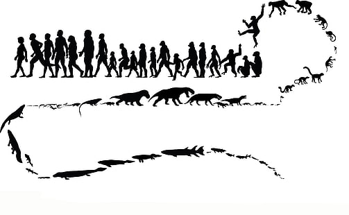 эволюция человеческой иллюстрации, животные, люди, обезьяна, эволюция, HD обои HD wallpaper