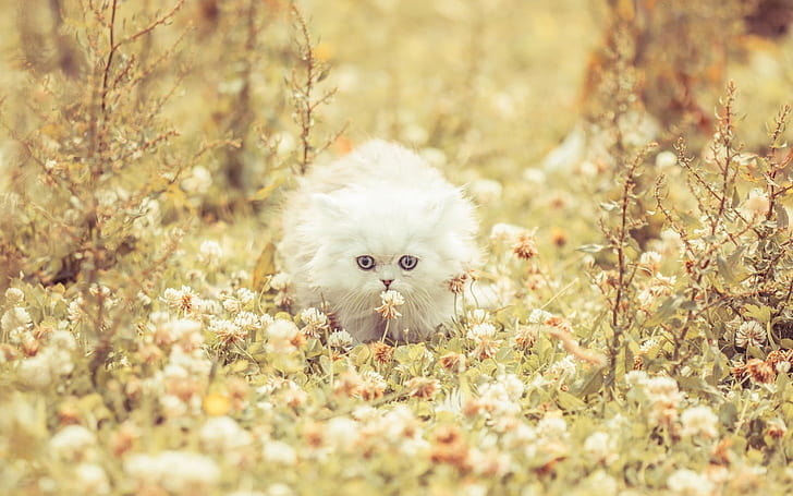 귀여운 화이트 키티, 흰색 페르시아 고양이, 키티, 화려한, 시원하고 아름다운, HD 배경 화면