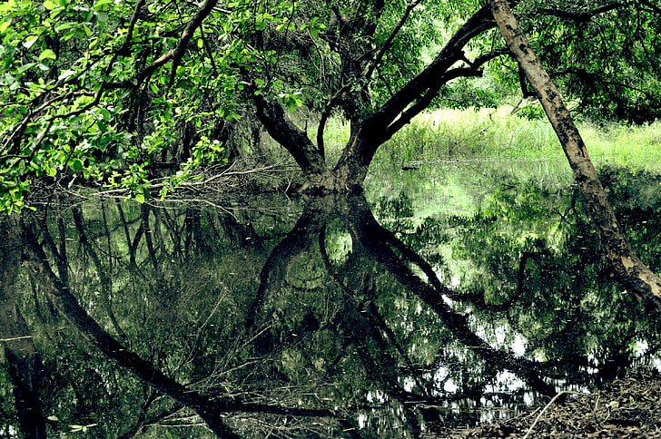 спокойная вода, лес, зелень, отражение, болото, деревья, HD обои