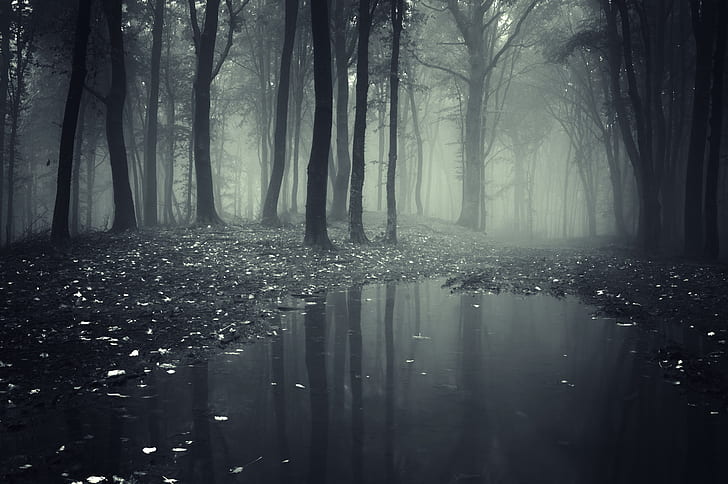brouillard, forêts, nature, flaque d'eau, Fond d'écran HD