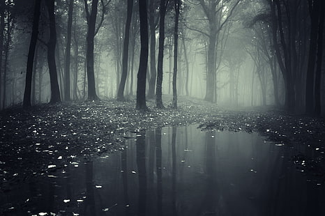 brouillard, forêts, nature, flaque d'eau, Fond d'écran HD HD wallpaper