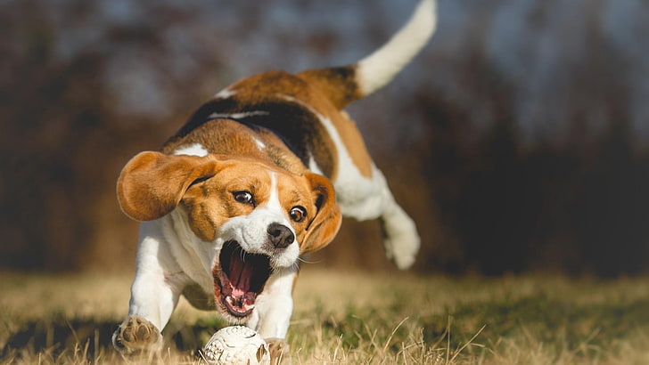 anjing, bermain, bola, lompat, beagle, Wallpaper HD