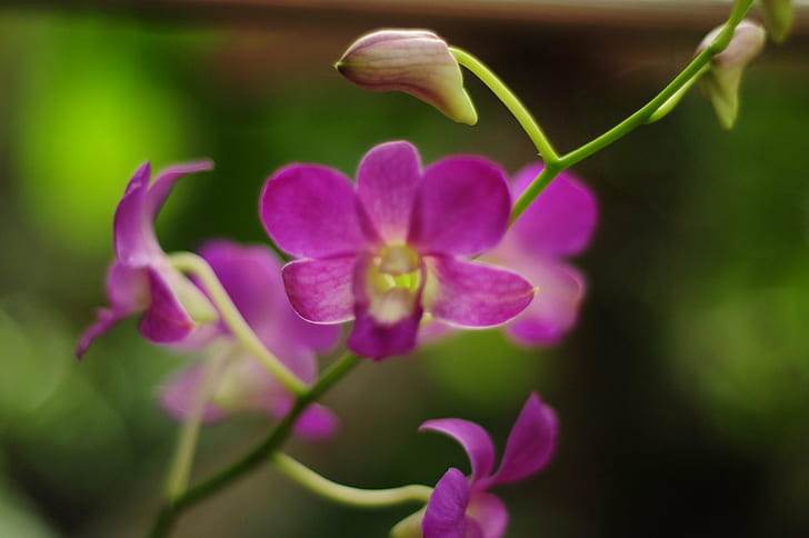 лилави цветя на орхидея, природа, растение, цвете, орхидея, венчелистче, едър план, цветна глава, розов цвят, красота в природата, HD тапет
