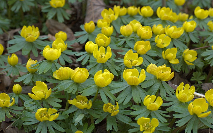 Yellow Flowers Eranthis Hyemalis Flowering Plant In The Buttercup Family Ranunculaceae Spread In Limestone Forest Habitats In France Italy And The Balkans, HD wallpaper