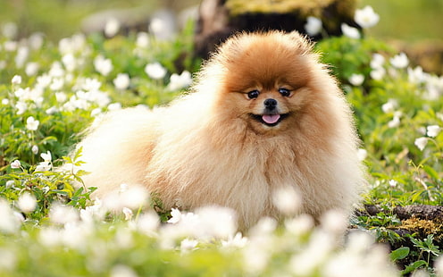 Pomeranian in the grass, tan long coat short dog, animals, 1920x1200, pomeranian, HD wallpaper HD wallpaper
