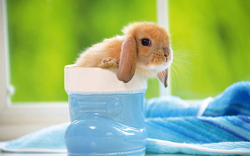 Cute Baby Bunny In Blue, brown bunny, Animals, Rabbit, cuty, baby, HD wallpaper HD wallpaper