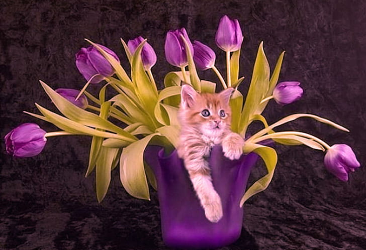 Śliczne fioletowe tulipany Kitty, różowe i zielone tulipany kwiat z brązowym i białym kotem, koty, zwierzęta, fioletowy, tulipany, słodkie, kwiaty, Tapety HD