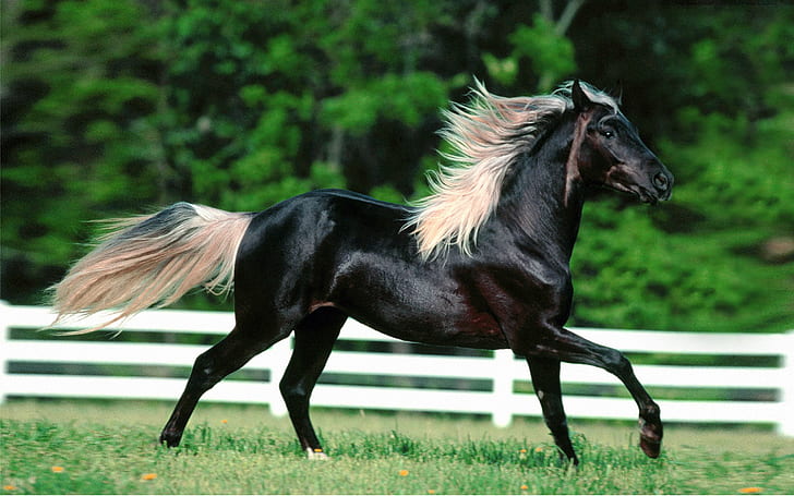 Животное Красивый черный конь широкоформатные HD обои, HD обои