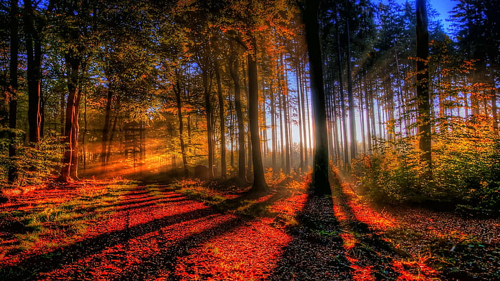 HDR Sunlight Forest Trees HD, nature, trees, sunlight, forest, hdr, HD wallpaper