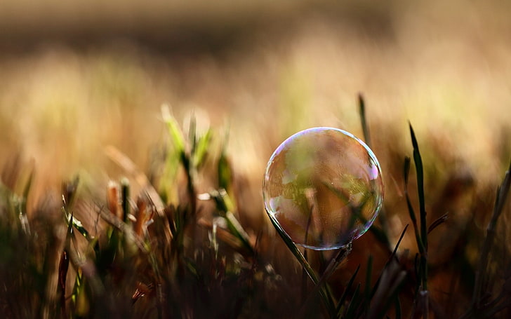 круглый пузырь, пузырь, влага, трава, блики, HD обои