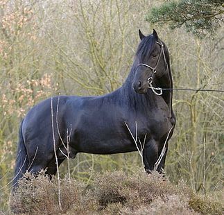 Арабо фризская, лошади, скрещивание, фризская, арабская, животные, HD обои HD wallpaper