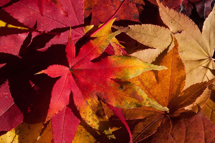 jesień, tło, brązowy, kolorowy, opadłe liście, opadłe, flora, złota jesień, liście, liście jesienią, klon, na ziemi, pomarańczowy, czerwony, słoneczny, żółty, Tapety HD