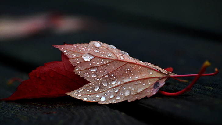 красные лиственные растения, крупным планом фото красных листьев с росой, природа, листья, осень, крупным планом, глубина резкости, деревянная поверхность, мокрый, дерево, капли воды, HD обои