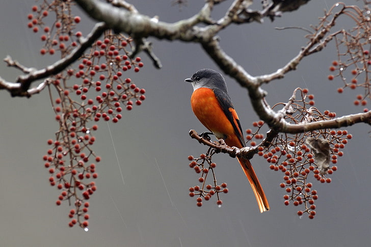 Orange and grey birds, berries, rain, bird, branch, feathers, HD wallpaper  | Wallpaperbetter