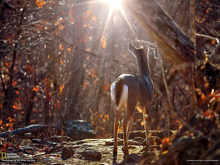 Whitetail Deer Arkansas-National Geographic wallpa.., brown deer, HD wallpaper