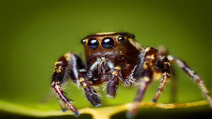 närbild fotografering av brun hoppande spindel, spindel, hoppande spindel, djur, insekt, HD tapet