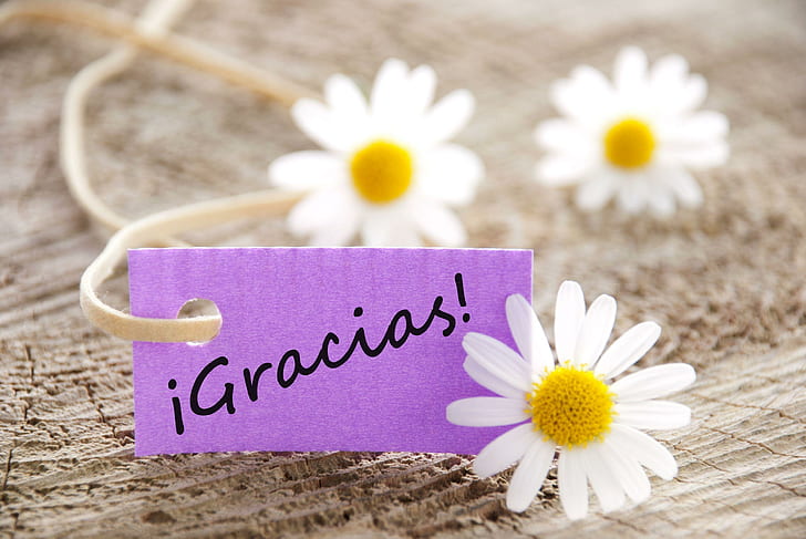 Gracias!, soft, message, daisies, flowers, gracias, HD wallpaper