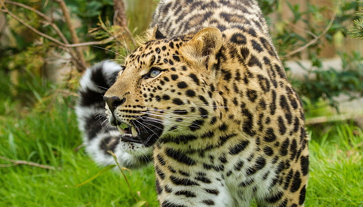 อามูร์แมวเสือดาวปากกระบอกปืนป่า, วอลล์เปเปอร์ HD