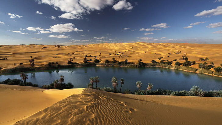 trees on desert near lake, landscape, desert, oasis, oases, palm trees, Sahara, HD wallpaper