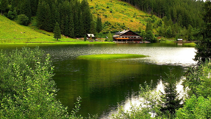 arboles, lago, naturaleza, verde, HD wallpaper