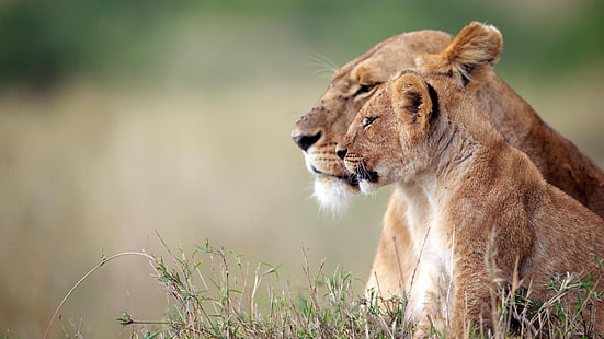 leonessa e cucciolo, natura, animali, leone, cuccioli, felini, profondità di campo, fauna selvatica, erba, Sfondo HD HD wallpaper