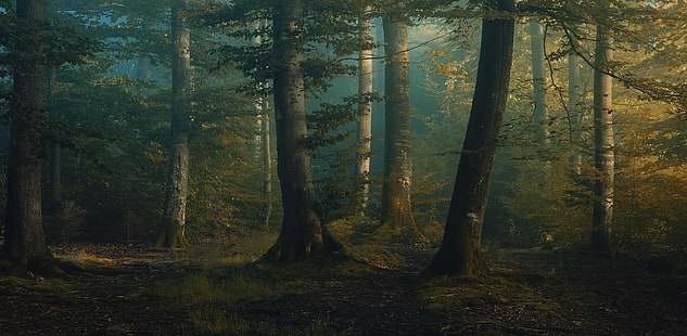 grünblättrige Bäume, Frühling, Morgen, Wald, Gras, Natur, Bäume, Landschaft, HD-Hintergrundbild HD wallpaper