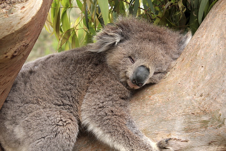 brown koala bear, leaves, tree, bamboo, bear, sleeping, Koala, HD wallpaper