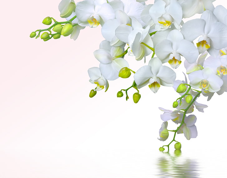white moth orchid flowers, water, flowers, tenderness, beauty, splash, petals, white, orchids, Orchid, Phalaenopsis, branch, HD wallpaper