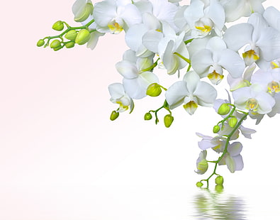 flores de orquídeas de polilla blanca, agua, flores, ternura, belleza, salpicadura, pétalos, blanco, orquídeas, orquídea, Phalaenopsis, rama, Fondo de pantalla HD HD wallpaper