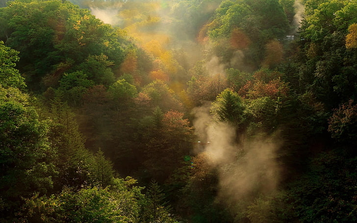 nature albero verde, foto aerea della foresta verde durante il giorno, natura, paesaggio, autunno, foresta, montagne, nebbia, mattina, alberi, Sfondo HD