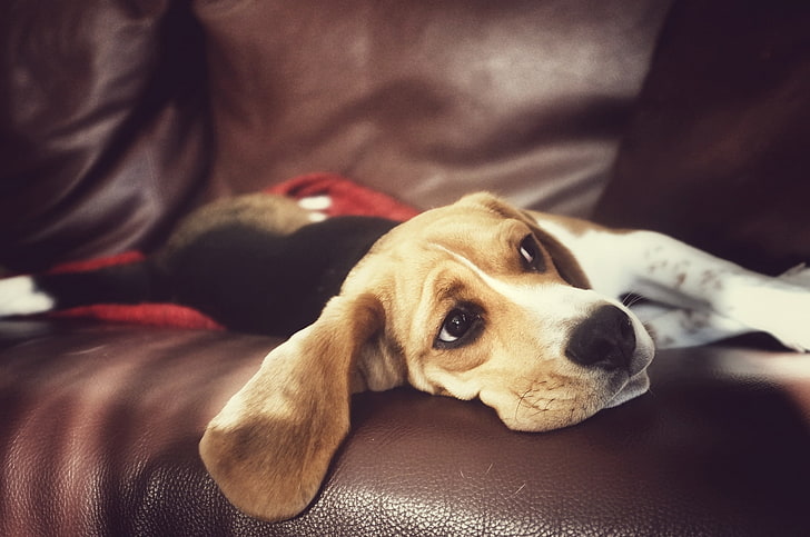 look, house, dog, Beagle, HD wallpaper