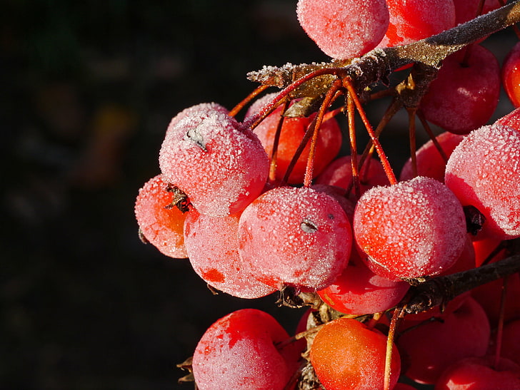 red cheery, rowan, berries, frost, HD wallpaper