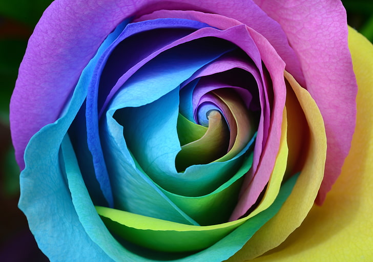 blue, purple, and yellow artificial rose, rose, colorful, bud, close-up, HD wallpaper