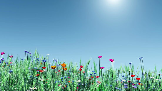 użytki zielone, niebo, ekosystem, dziki kwiat, łąka, pole, preria, kwiat, trawa, błękitne niebo, wiosna, dzień, wiosna, roślina, Tapety HD HD wallpaper