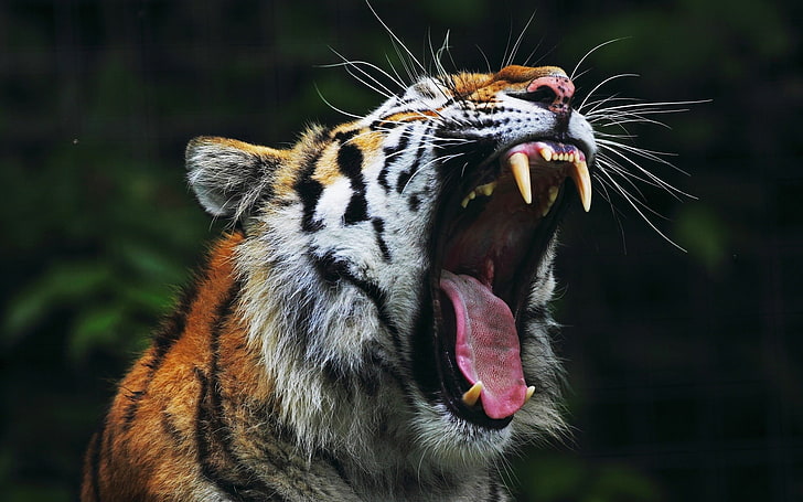 orange and white tiger, animals, tiger, open mouth, nature, big cats, roar, yawning, HD wallpaper