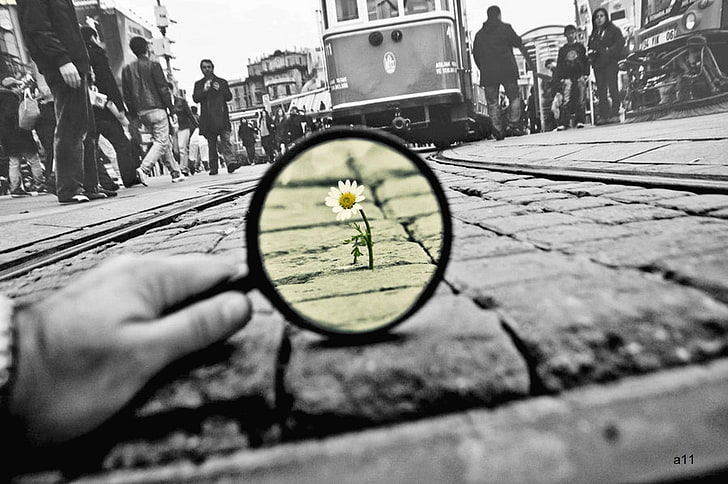 selective color photo of daisy flower, photography, selective coloring, flowers, cityscape, tram, people, HD wallpaper