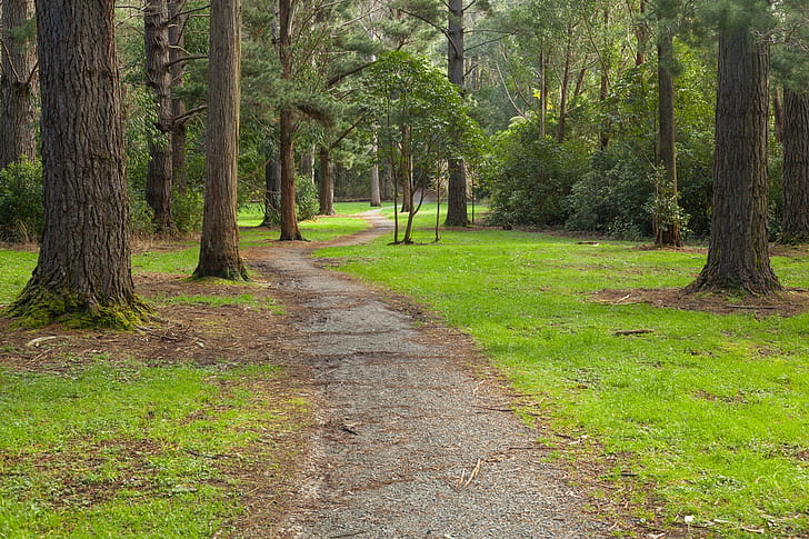 숲, 뉴질랜드, HD 배경 화면