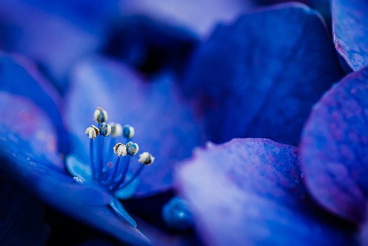 purple Hydrangea flowers, Life, way, purple, Hydrangea, flowers, DSLR-A200, temple, Stamens, Tamron, 90mm, F2.8, petals, nature, flower, close-up, plant, macro, petal, beauty In Nature, HD wallpaper
