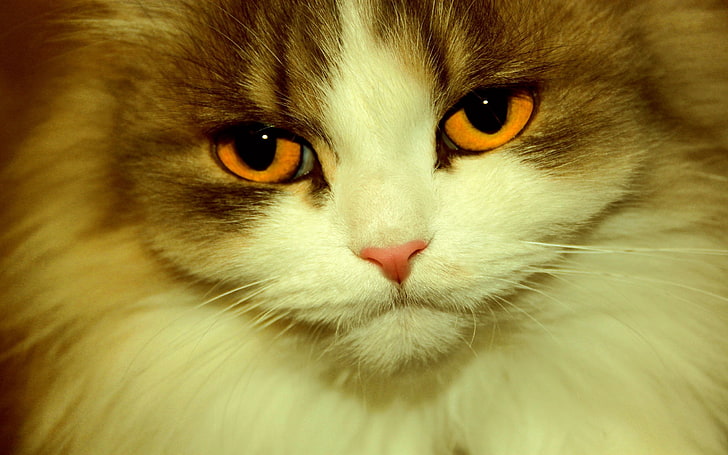 длинношерстный бело-коричневый кот, кошка, морда, пушистая, глаза, обаятельная, HD обои