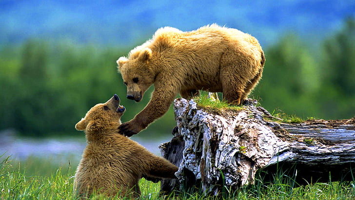 Brown Bears, Animals, wild animals, cubs, alaska, siberia, brown bears, siberia, wild animals, cubs, alaska, HD wallpaper