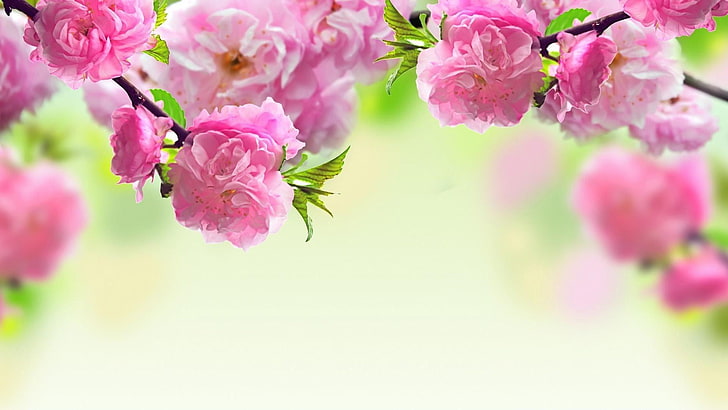 cabang, mekar, musim semi, taman, bunga, Wallpaper HD