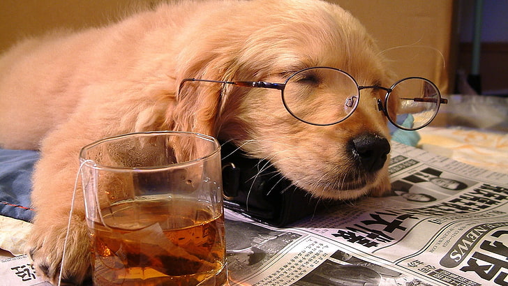 przezroczysta szklanka, pies, szklanki, gazety, napoje, zwierzęta, Tapety HD