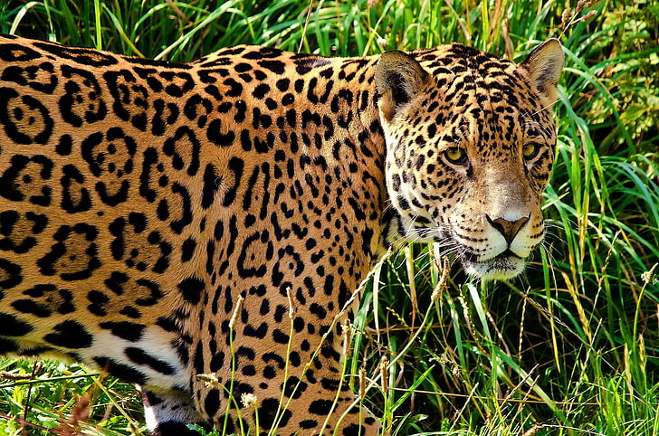 brown leopard illustration, jaguar, grass, walk, look, predator, big cat, HD wallpaper