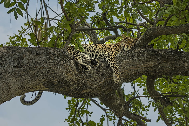 tree, stay, relax, leopard, on the tree, HD wallpaper