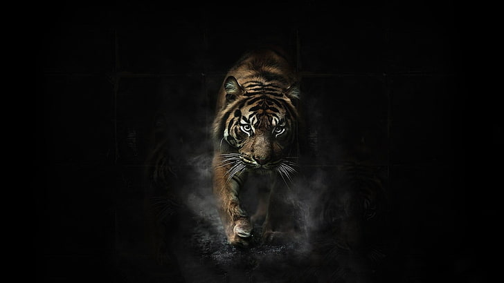 desktop latar belakang harimau, Wallpaper HD